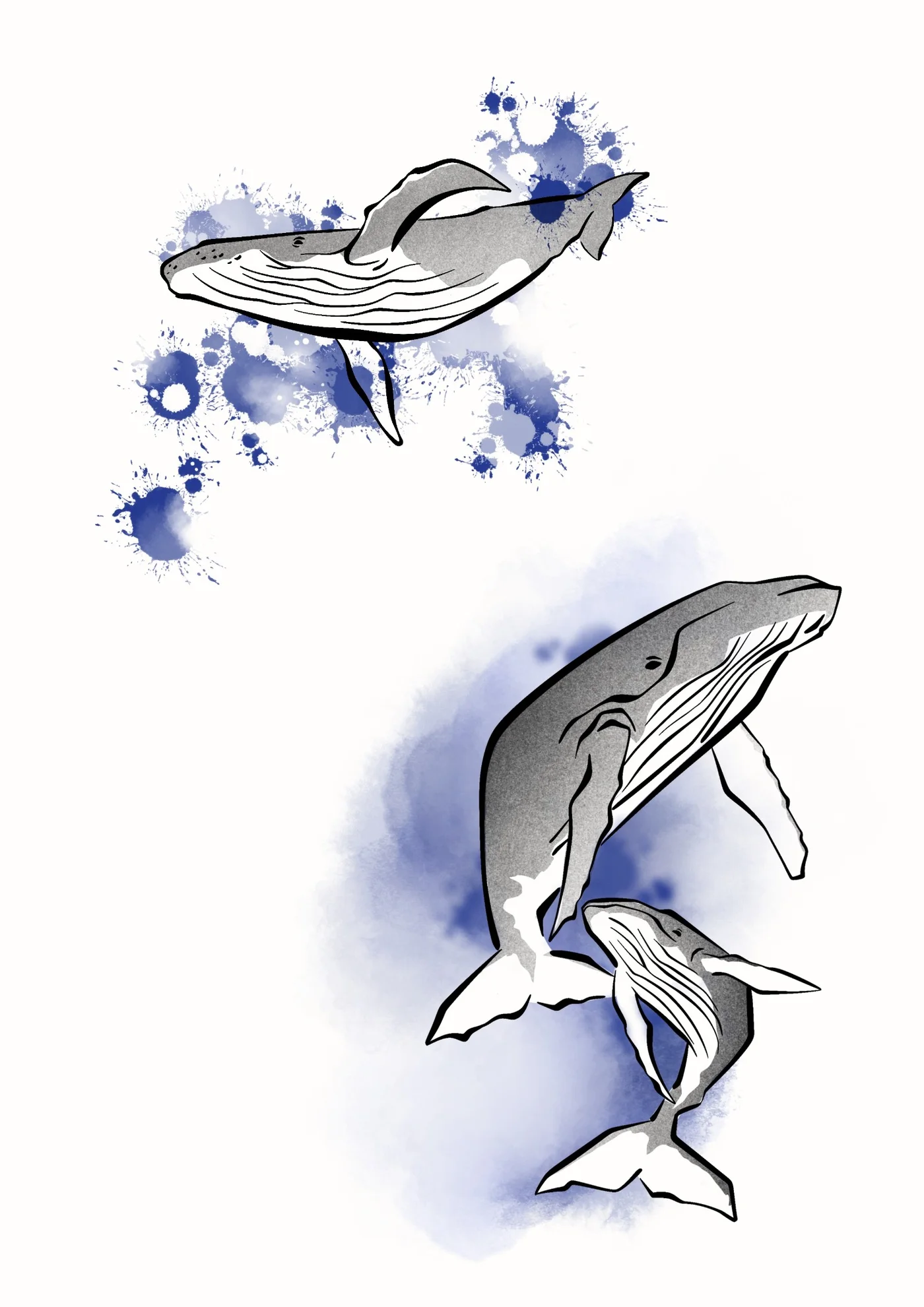 Flash baleine
