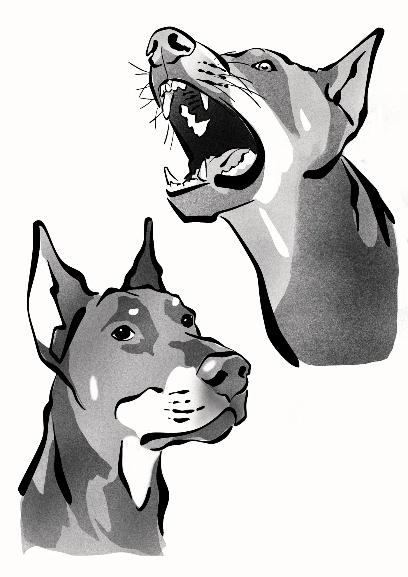 Flash doberman